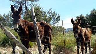 In Mallorca Aasi Malorca Donkeys in Mallorca.jpg