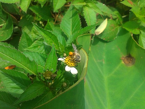 Abeille - localité de Bangourain Photograph: User:Achking