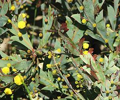 Flat Wattle