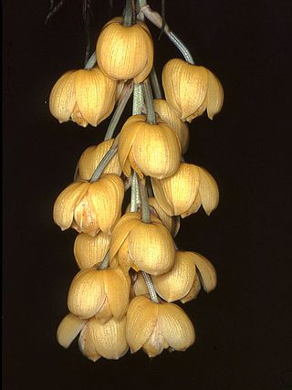 <i>Acineta chrysantha</i> Species of orchid