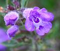 Clinopodium alpinum (Tribu Mentheae / Subtribu Menthinae)