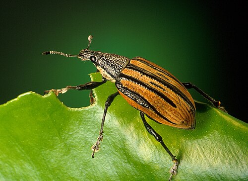 Diaprepes abbreviatus, een snuitkever, is een voorbeeld van een insect.
