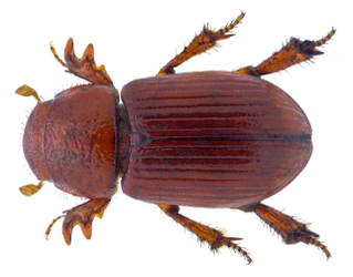 <i>Rhysothorax</i> Genus of beetle