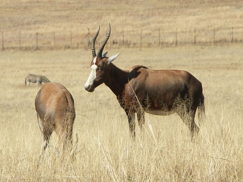 File:Africa-Blesbuck01.jpg