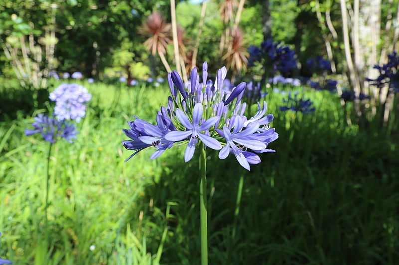 File:Agapanthus praecox-IMG 8908.JPG