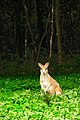 Wallaby agile