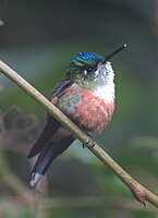 Celestsylfe, Aglaiocercus coelestis, hoe, Antioquia, Colombia Foto: Félix Uribe