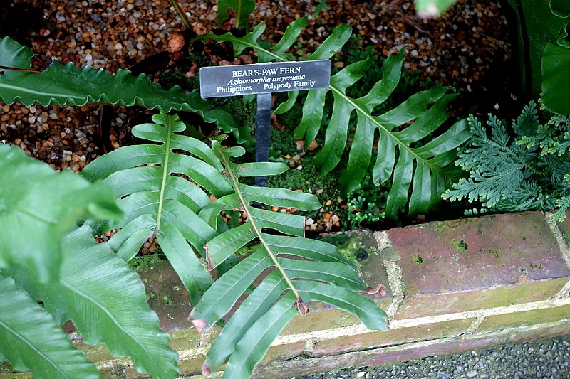 File:Aglaomorpha meyeniana - Longwood Gardens - DSC01172.JPG