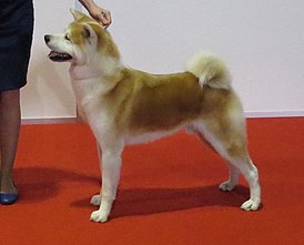 akita inu