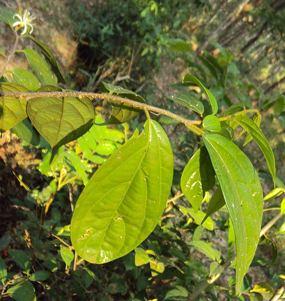 File:Alangium salviifolium leaves and flowers 14.JPG