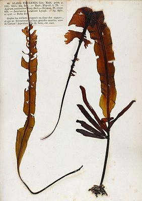 Winged wrack (Alaria esculenta)