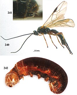 Aleiodes dissector