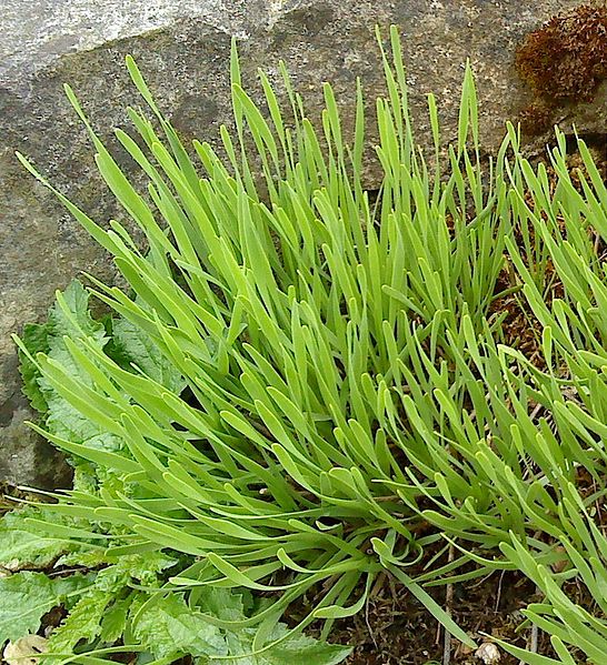 File:Allium senescens foliage.JPG