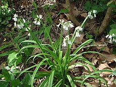 Allium triquetrum 2.JPG