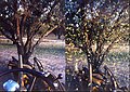 An almond shaker before and during the shaking of an almond tree in Winton