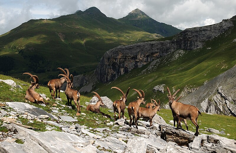 File:Alpine Ibexes.jpg