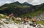 Alpine Ibexes.jpg