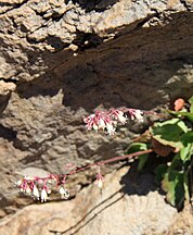 Pink alumroot (Heuchera rubescens) close