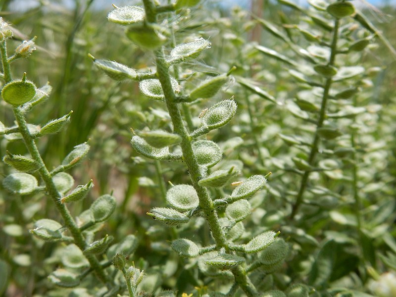 File:Alyssum simplex - alyssum - Flickr - Matt Lavin (7).jpg