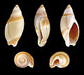 * Nomination Shell of a Mammillate Ancilla, Amalda mamillata --Llez 05:53, 25 February 2014 (UTC) * Promotion  Support Good quality--Lmbuga 12:39, 25 February 2014 (UTC)