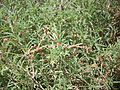 Amarant muricat (Amaranthus muricatus)