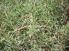Amaranthus muricatus.JPG