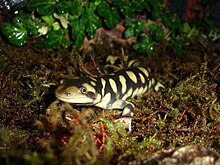 Ambystoma tigrinum Domenico Kumme 5.jpg