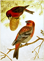 Loxia curvirostra (common: American Crossbill) Plate LI (No. 1) in: Bird-Life, Teachers Manual, 1899