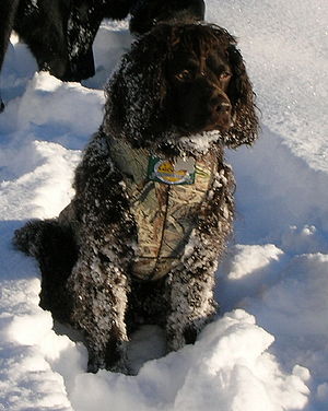 An American water spaniel, the state dog of Wisconsin