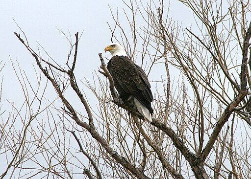 American bald eagle nowak odfw (8509667467)