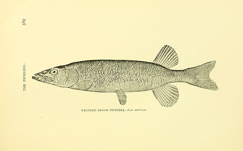 File:American game fishes; their habits, habitat, and peculiarities; how, when, and where to angle for them (1892) (17959715758).jpg