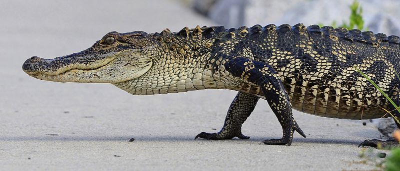 File:Americanalligator65467.JPG