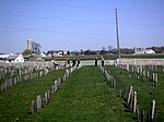 A modern Amish cemetery in 2006. Stones are plain and small. Amish cemetery.JPG