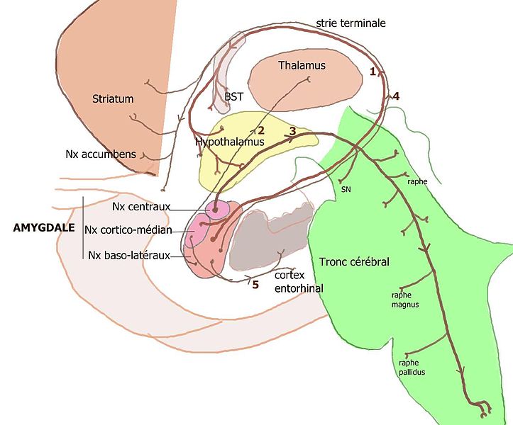 Fichier:Amygdale-efferences.jpg - stress-et-memorisation.e-monsite.com