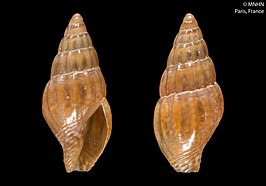 Anachis avaroides