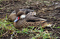 Adult & juvenile; Santa Cruz, Galapagos