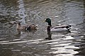 * Nomination Female and male mallard swimming, good example of sexual dimorphism (by PumpkinSky) --De728631 13:33, 1 April 2017 (UTC) * Decline Not sharp, low shutter speed. Charlesjsharp 18:45, 1 April 2017 (UTC)