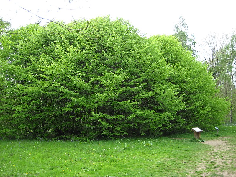 File:Ancient lime tree at Westonbirt - geograph.org.uk - 2274880.jpg