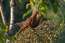 Andaman Cuckoo Dove - Shreeram MV - Национальный парк Маунт Харриетт, Андаман.jpg