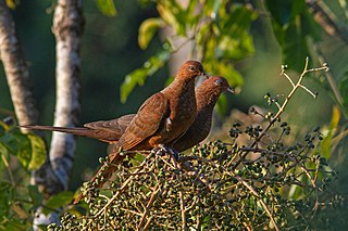 <span class="mw-page-title-main">Andaman cuckoo-dove</span> Species of bird