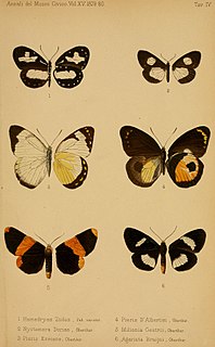 <i>Delias albertisi</i> Species of butterfly