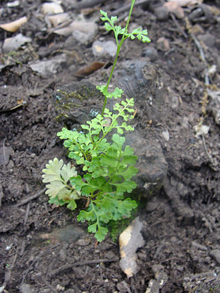 <i>Anogramma leptophylla</i> Species of plant