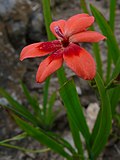 Miniatura per Freesia laxa