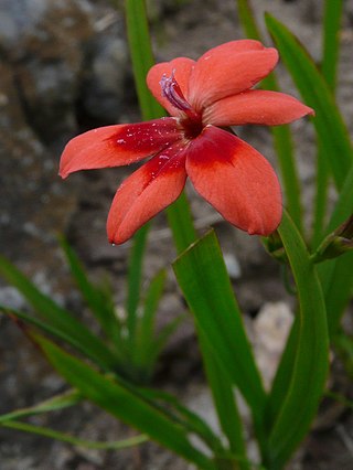 <i>Freesia laxa</i> Species of flowering plant