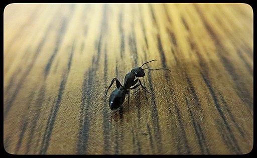 Ant on Desk