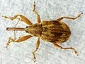 Anthonomus (Furcipus) rectirostris