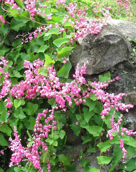 File:Antigonon leptopus-Yucatán.jpg