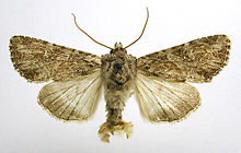 Apamea anceps.jpg