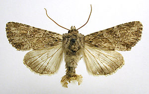 Apamea anceps.jpg