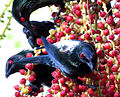 Feeding on Ptychosperma elegans fruit in Cairns